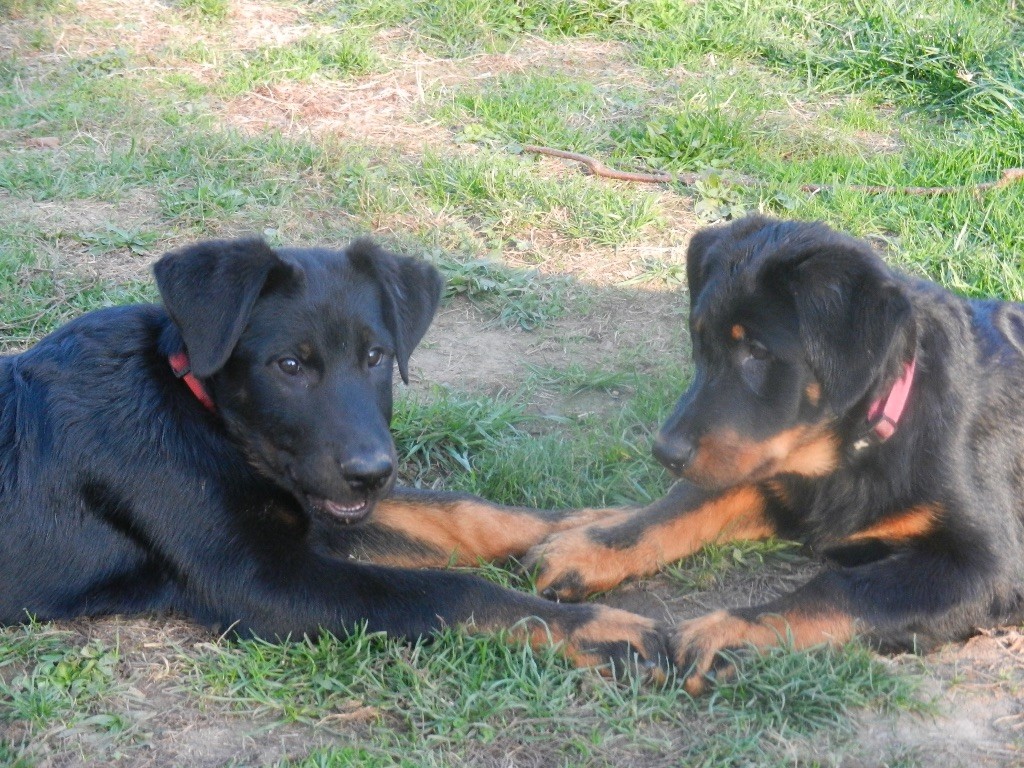 Neva et Novak dans le jardin